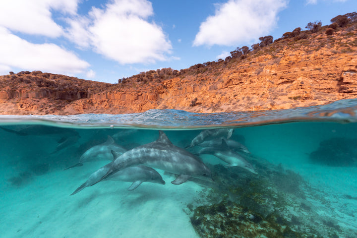 Kangaroo Island - The Australian Galapagos Workshop - May 2025