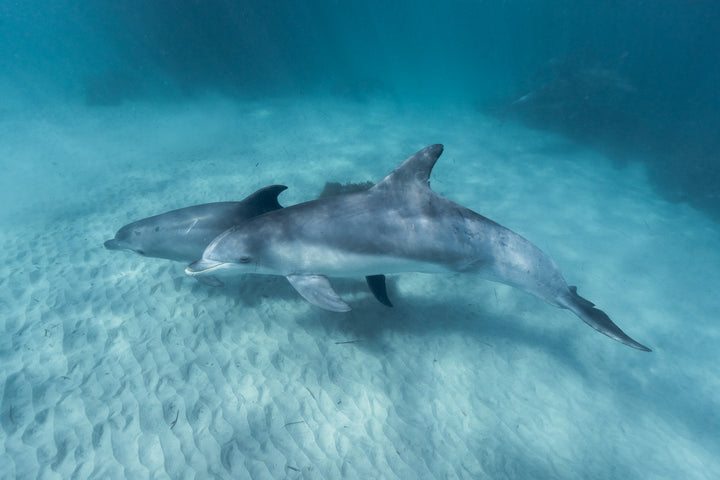 Kangaroo Island - The Australian Galapagos Workshop - May 2025