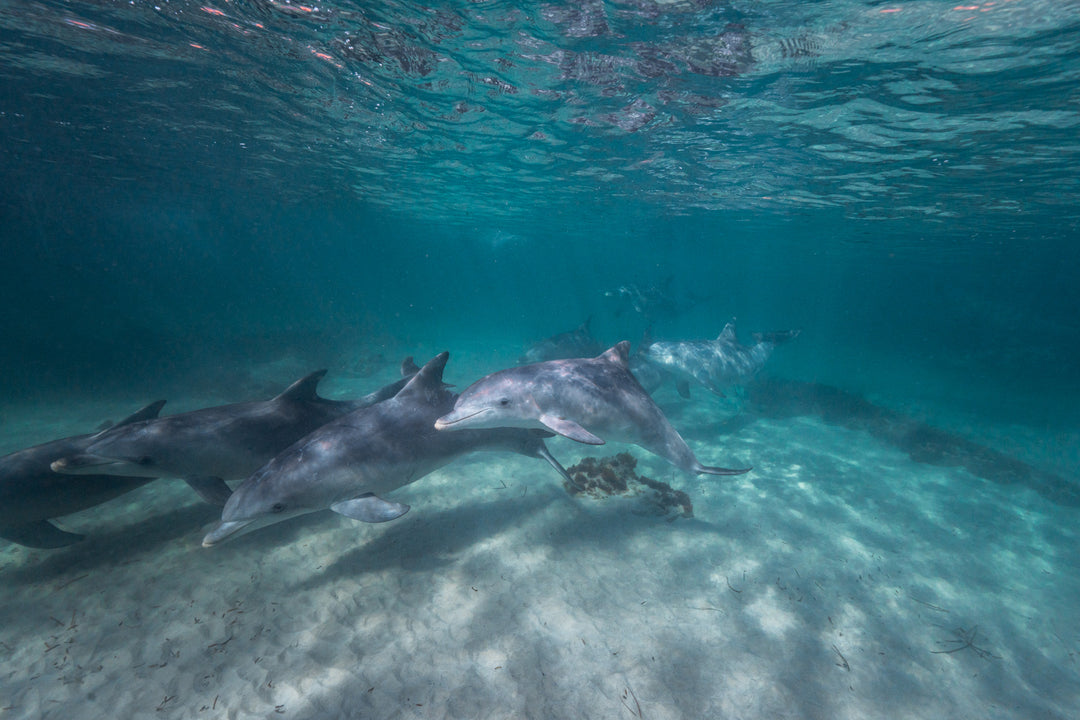 Kangaroo Island - The Australian Galapagos Workshop - May 2025