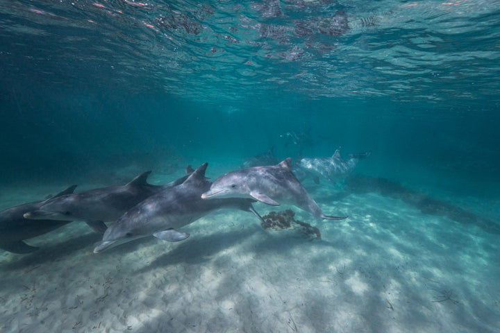 Kangaroo Island - The Australian Galapagos Workshop - May 2025