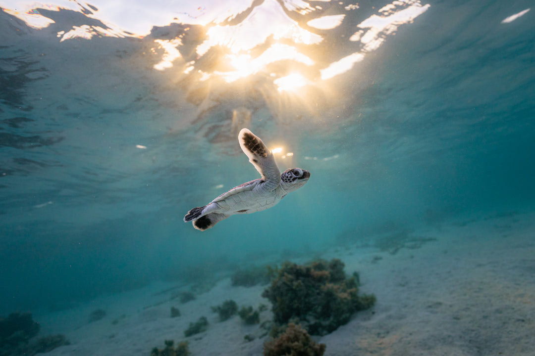 Heron Island - Turtle Hatchlings Workshop - March 2025