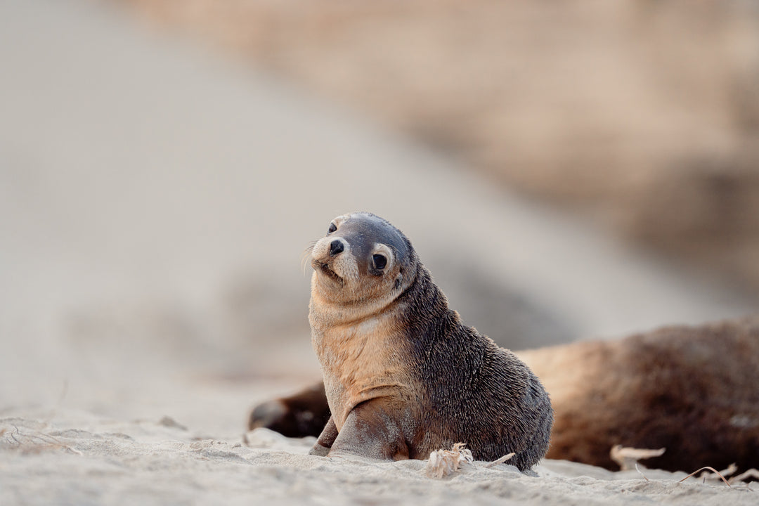 Kangaroo Island - The Australian Galapagos Workshop - May 2025