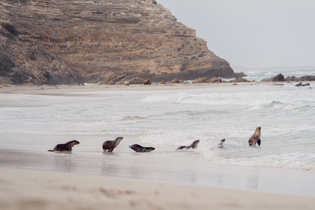 Kangaroo Island - The Australian Galapagos Workshop - May 2025