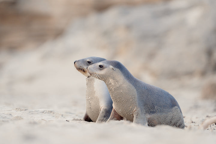 Kangaroo Island - The Australian Galapagos Workshop - May 2025