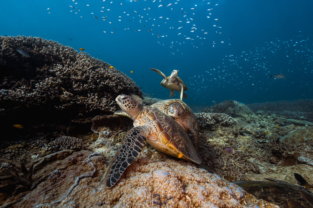 Heron Island - Turtle Hatchlings Workshop - March 2025