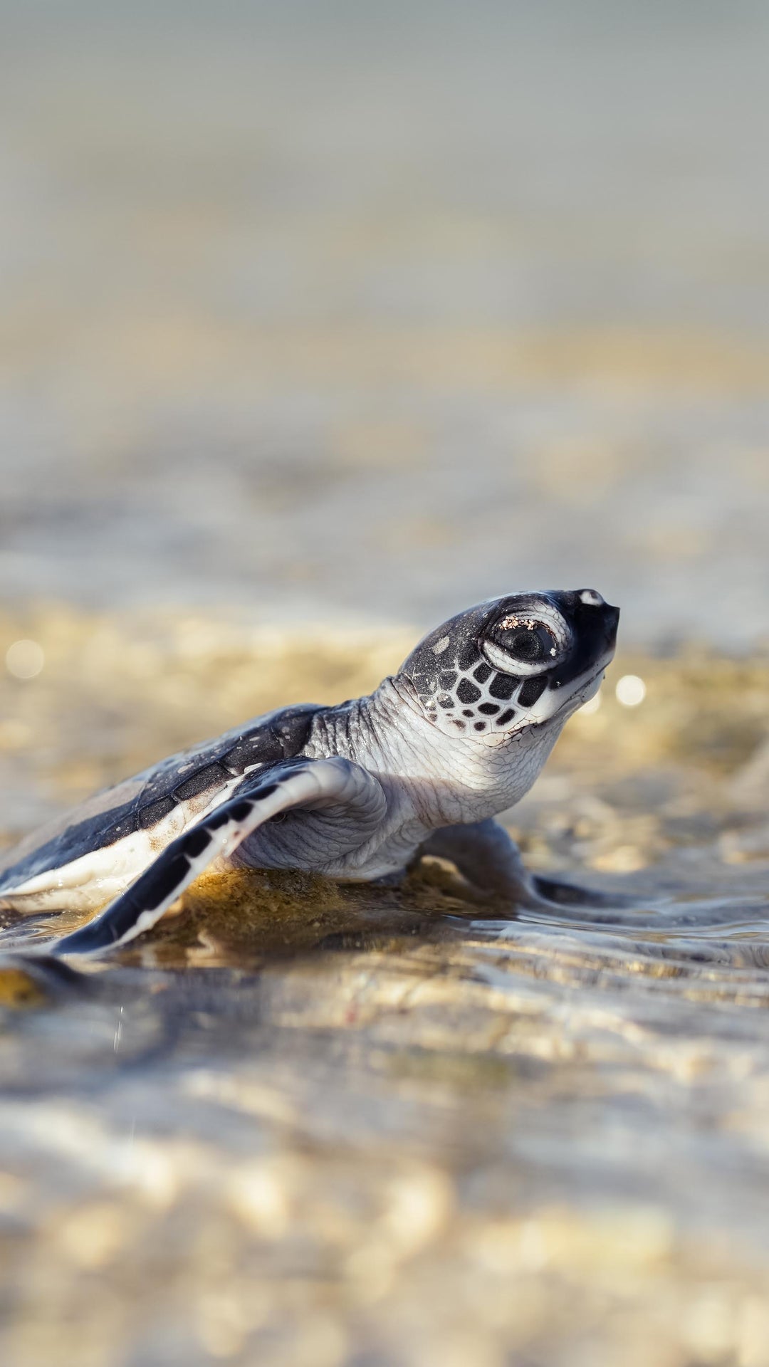 Turtle Hatchling Phone Wallpapers