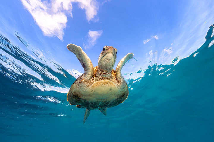 Sea through - Green Turtle Hatchling