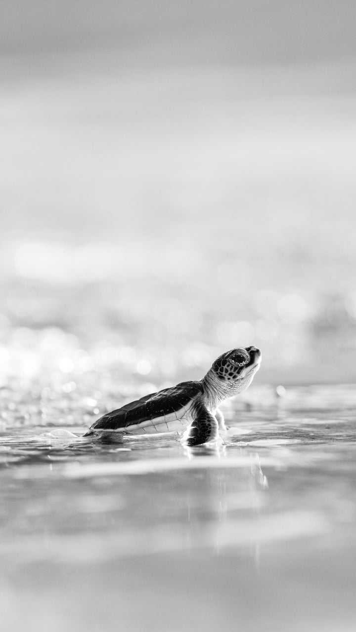 Turtle Hatchling Phone Wallpapers