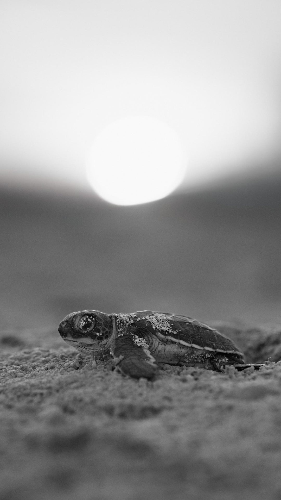 Turtle Hatchling Phone Wallpapers