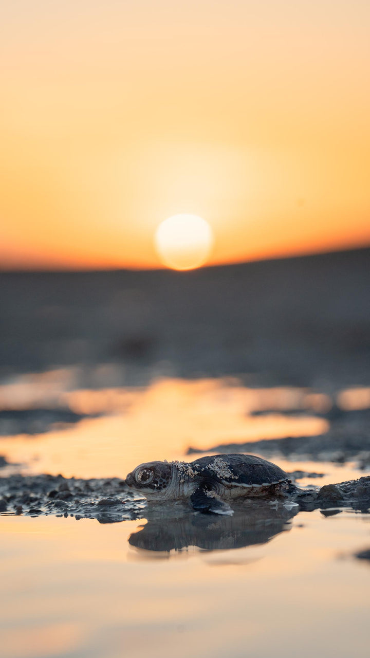 Turtle Hatchling Phone Wallpapers