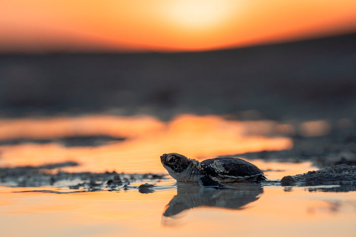 Heron Island - Turtle Hatchlings Workshop - March 2025