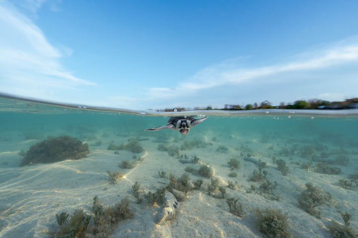 Heron Island - Turtle Hatchlings Workshop - March 2025