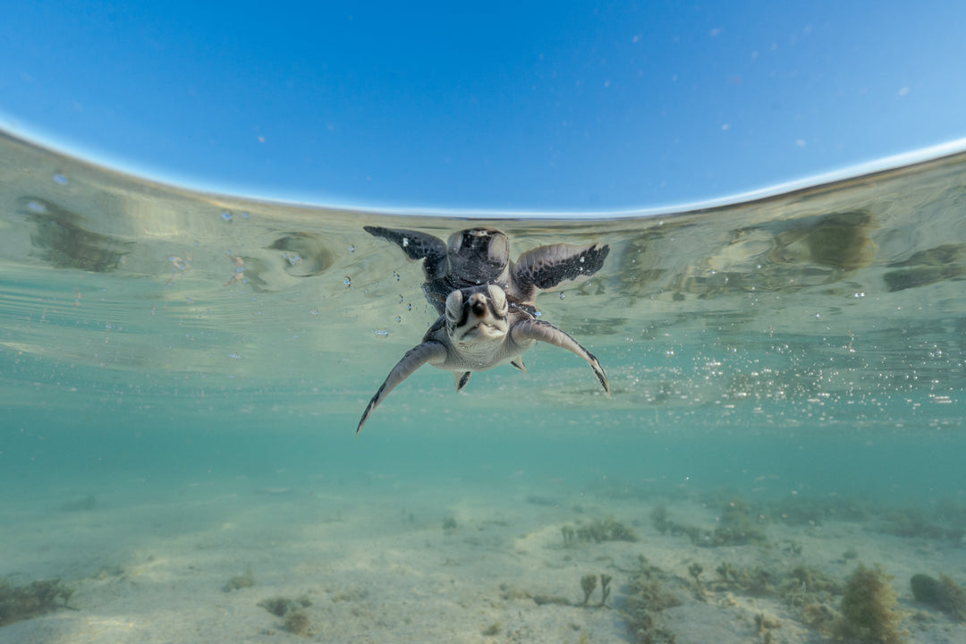 Heron Island - Turtle Hatchlings Workshop - March 2025