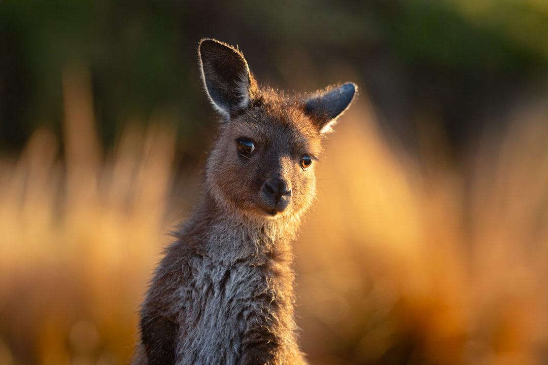 Kangaroo Island - The Australian Galapagos Workshop - May 2025