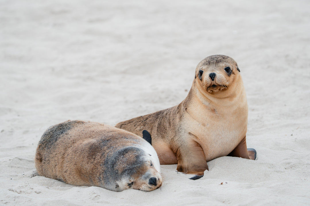 Kangaroo Island - The Australian Galapagos Workshop - May 2025