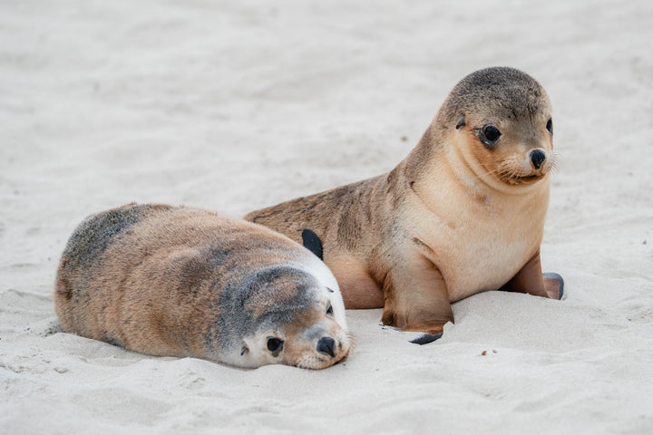 Kangaroo Island - The Australian Galapagos Workshop - May 2025