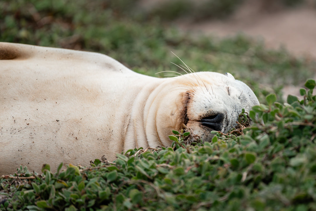 Kangaroo Island - The Australian Galapagos Workshop - May 2025