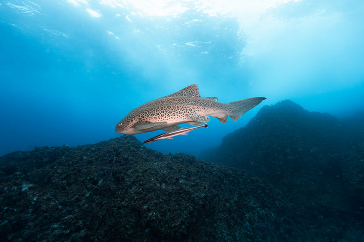 Julian Rocks Leopard Shark and Manta Ray Workshop