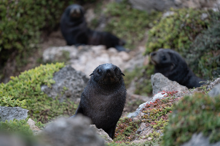 Kangaroo Island - The Australian Galapagos Workshop - May 2025