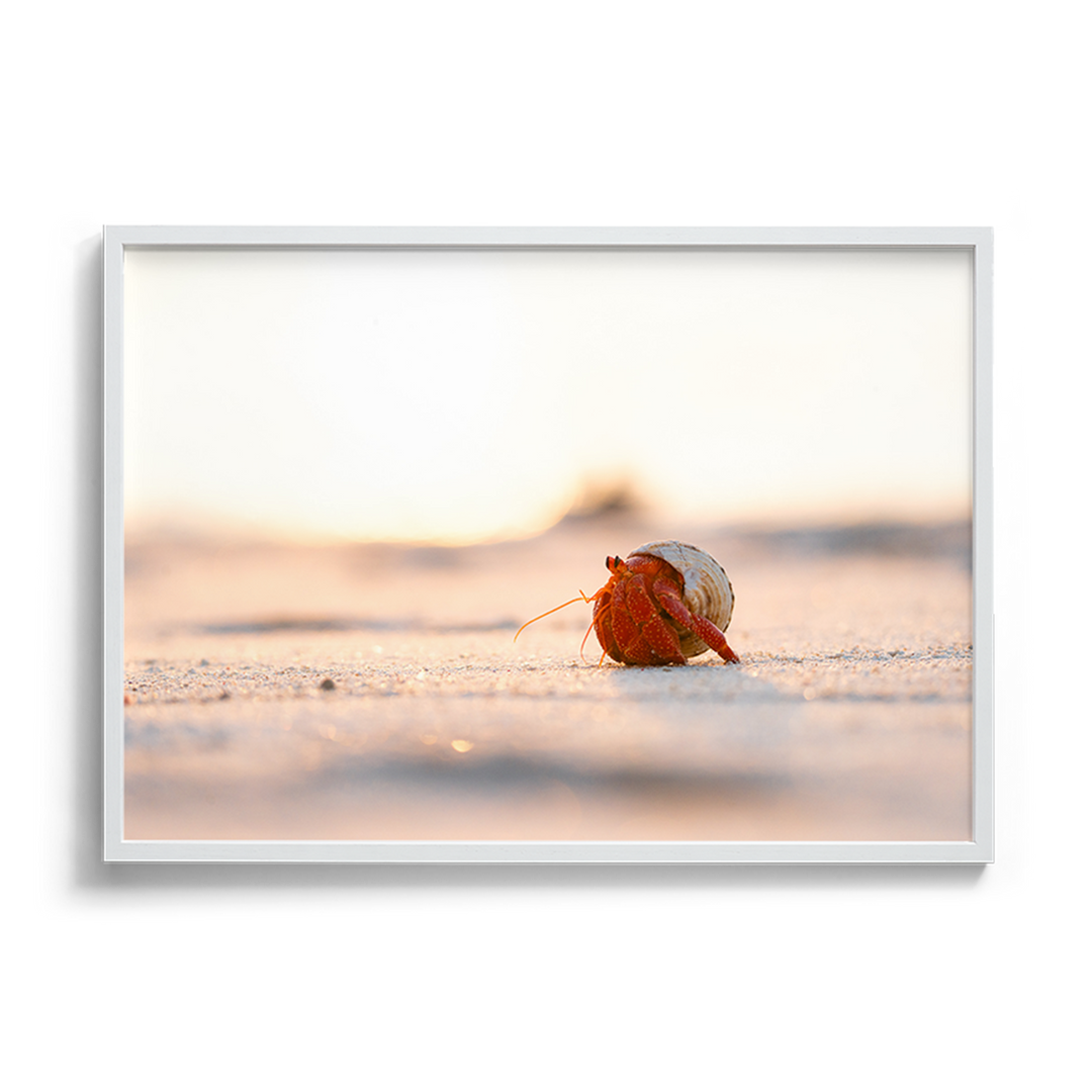 Beach Walks - Strawberry Hermit Crab