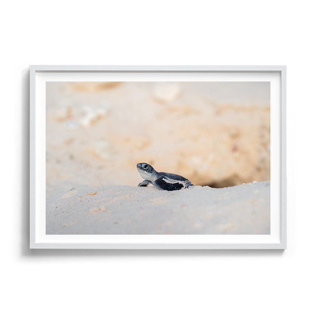 In Awe of the World - Green Turtle Hatchling